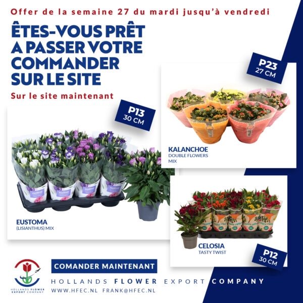 Hollands Flower Export Company Frans